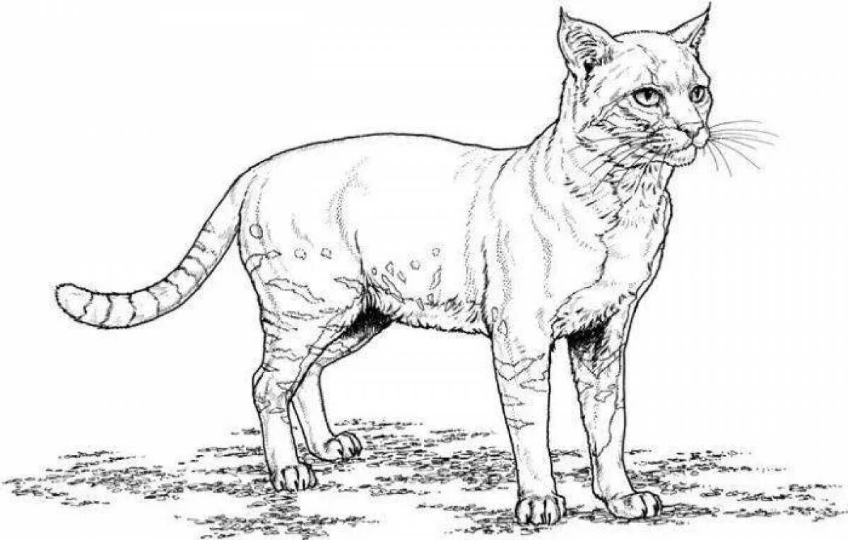 Кошка без цвета. Раскраски котята реалистичные. кошка раскраска реалистичная. раскраски котики реалистичные. раскраска кошка настоящая.