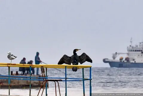Птица моряк