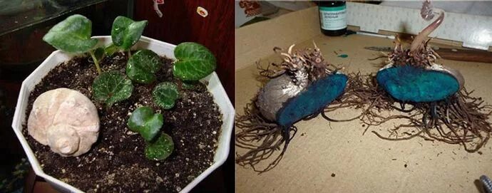 Рассадить цикламен. Цикламен пересадка после магазина. Клубень персидского цикламена. Как правильно пересадить цикламен. Клубень персидского цикламена.