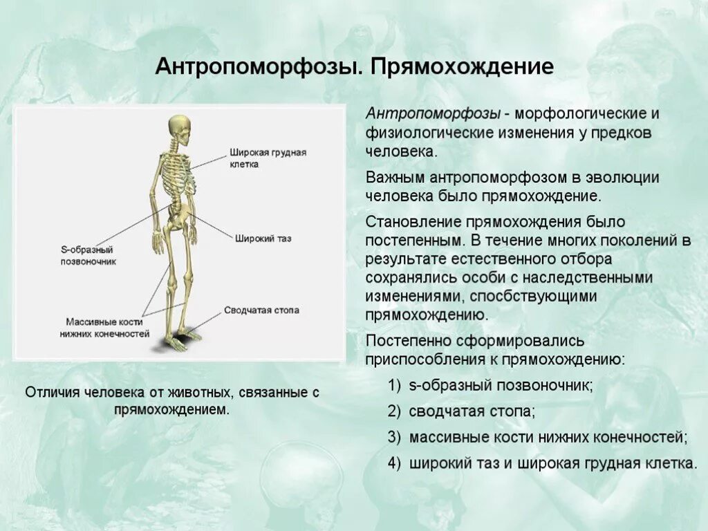 Признаки человека биология 8 класс. Признаки прямохождения. Приспособления скелета к прямохождению. Антропоморфозы. Способность к прямомохождению.