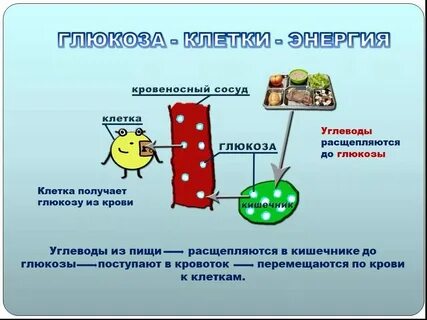 Уровень углеводов в организме