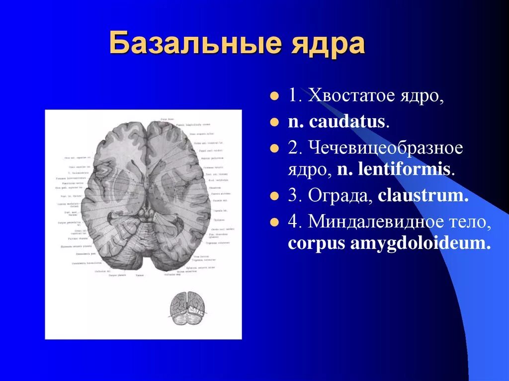 Чечевицеобразное ядро головного мозга. Чечевицеобразное базальное ядро. Базальные подкорковые ядра головного мозга. Базальные ядра больших полушарий функции. Изменение в базальных отделах