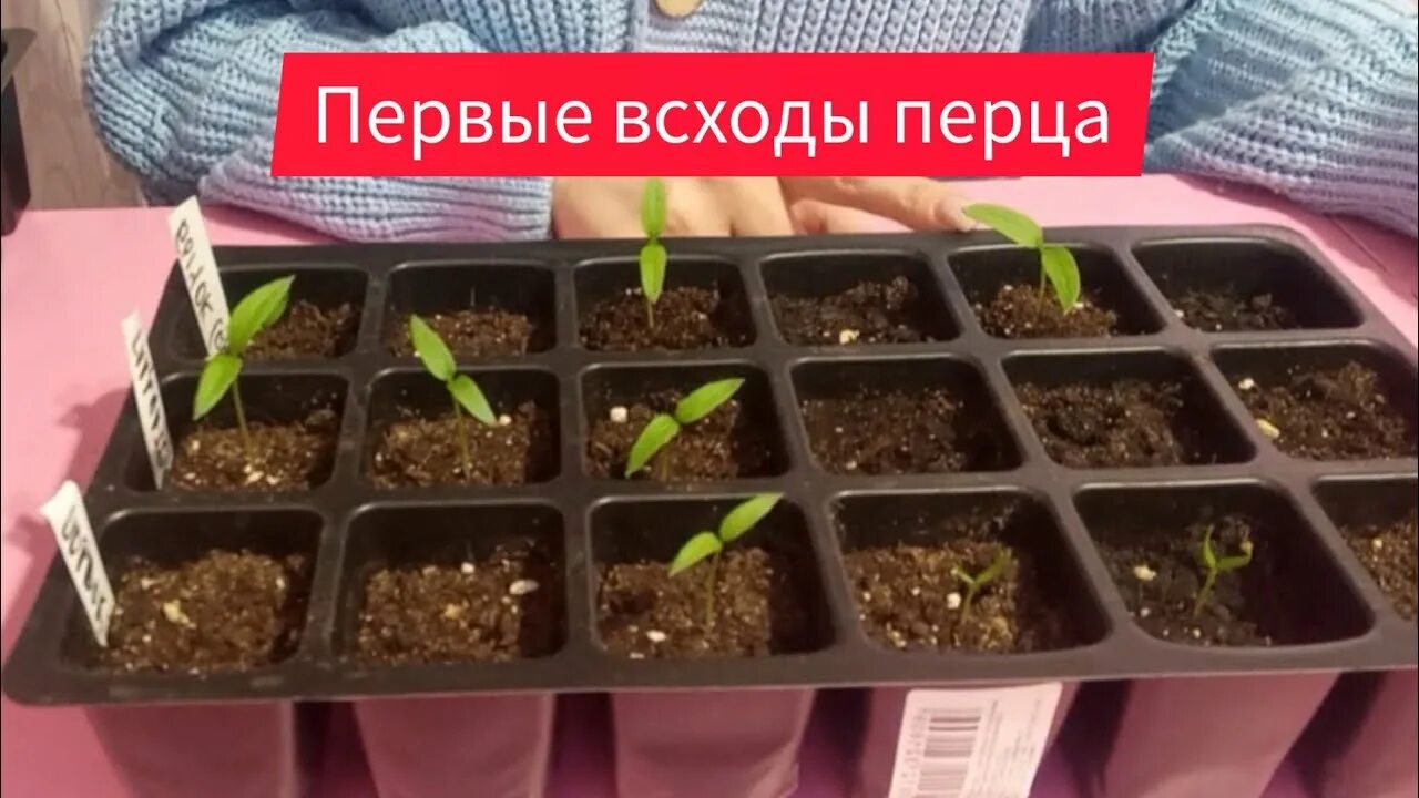 Сколько всходит перец из сухих семян сладкий. Всходы перца. Первые всходы перцев. Странные всходы перца. Как сеять перец.