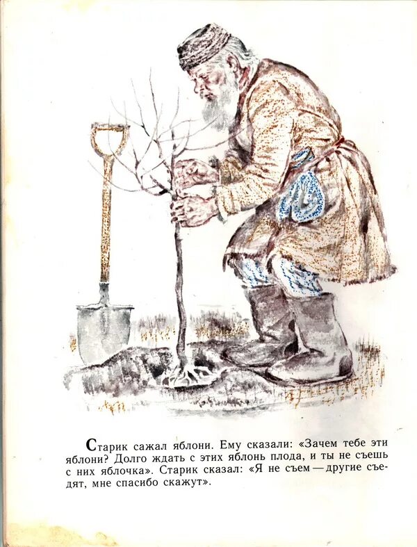 «Старик и яблони» л. толстой. Рассказ Толстого старик сажал яблони. Лев толстой старик сажал яблони. Толстой рассказ старик и яблони. Дедушка посадил дерево 54