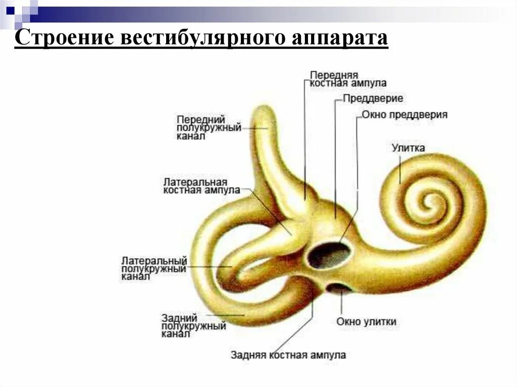 Строение улитки внутреннего уха анатомия. Строение улитки внутреннего уха. Строение ушной улитки вестибулярный аппарат. Вестибулярный аппарат внутреннего уха строение.
