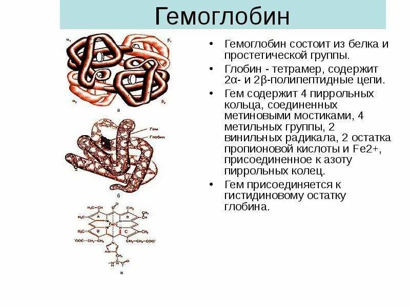 Гемоглобин қазақша презентация