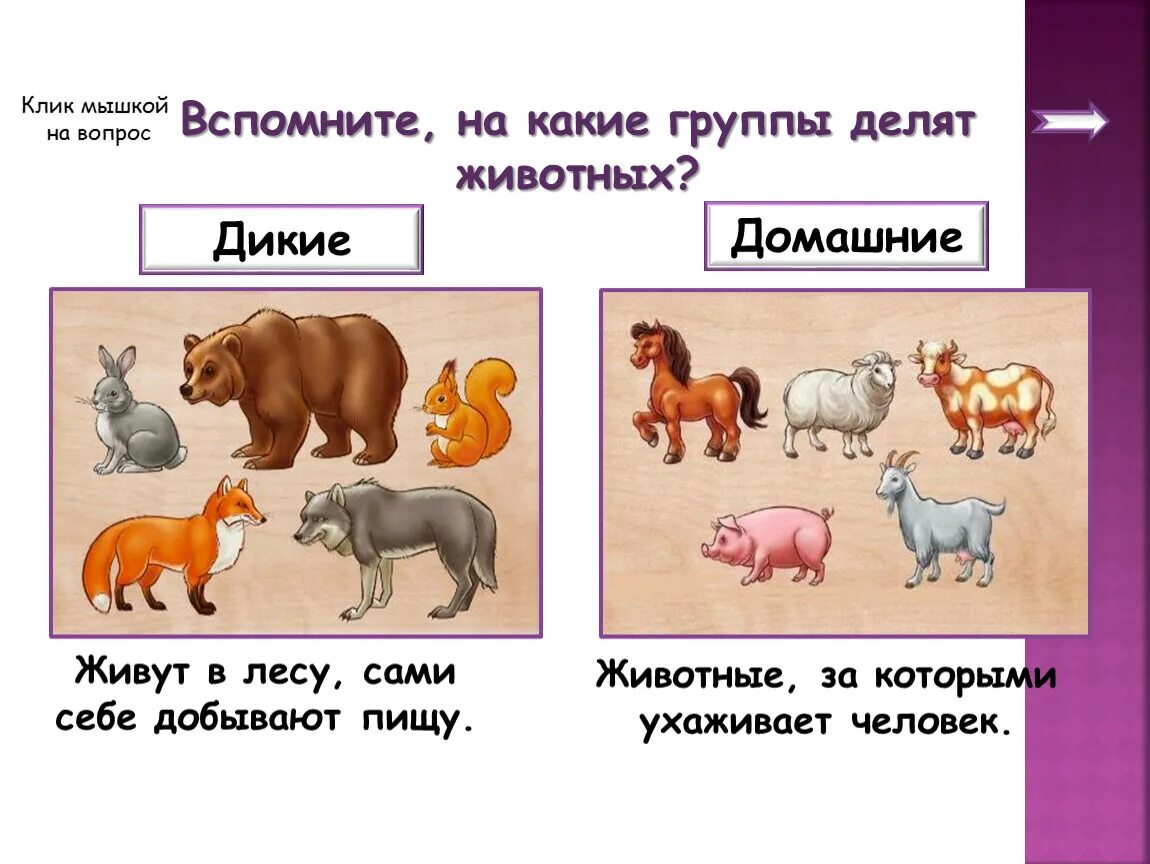 На какие группы делятся животные. На какие 2 группы делятся животные. На какие группы делятся животные 3 класс. Животные деление.