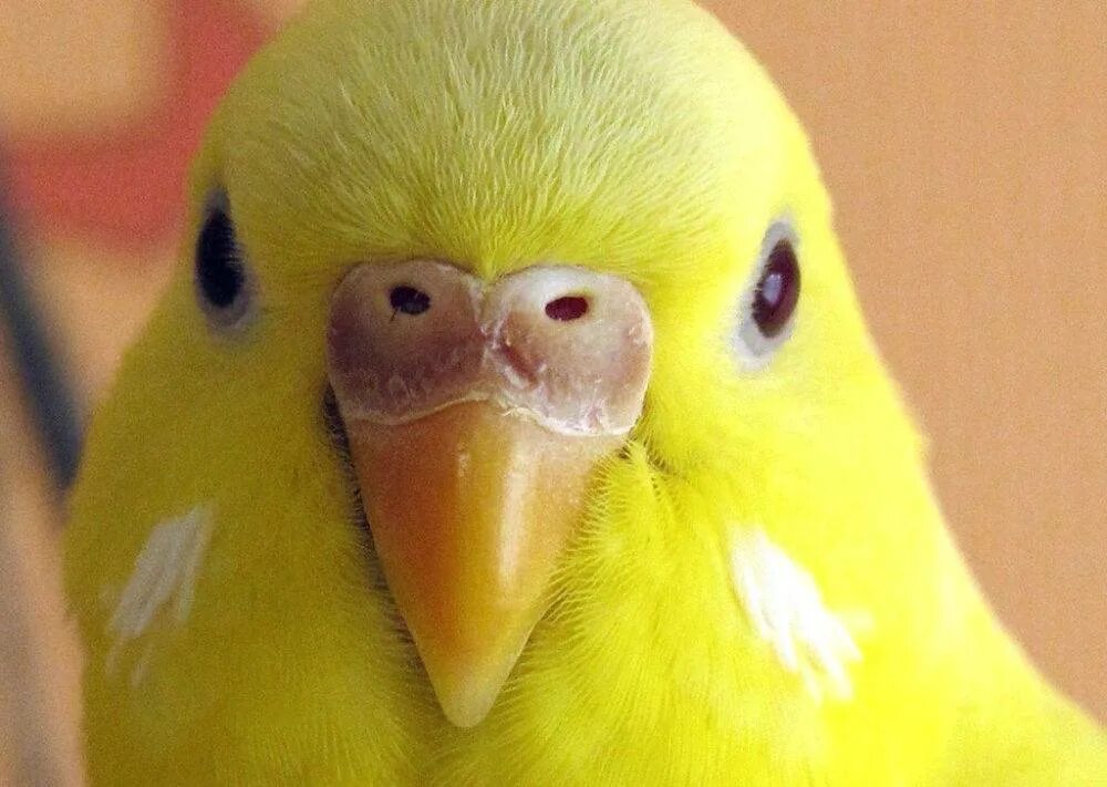 Восковица самки волнистого попугая. Клювики волнистых попугаев. Волнистый попугай открытый рот. Клювики волнистых попугаев. Клювики волнистых попугаев.