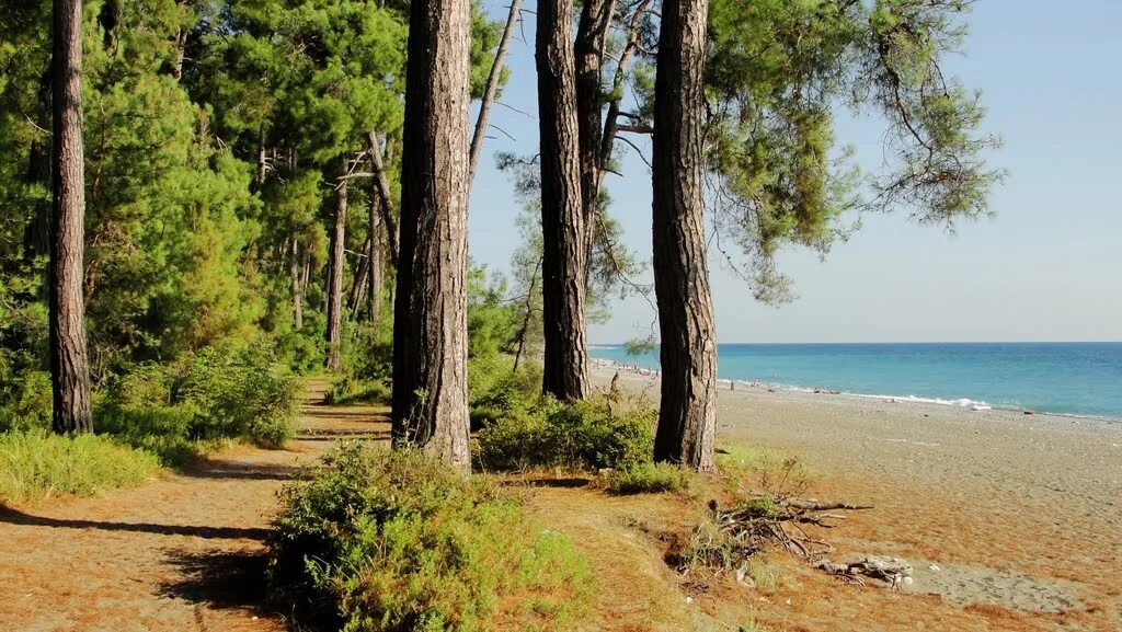 где и море и лес. мыс сосновый приморский край бухта льва. бухта сосновка байкал. где и море и лес. пицундские сосны в дивноморском.