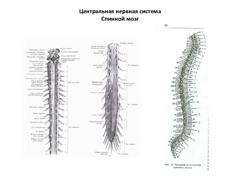 Центральная нервная система спинной мозг. Анатомические рисунки ЦНС (головной и спинной мозг).. Нервная система спинной мозг рисунок. Центральный отдел нервной системы спинной мозг