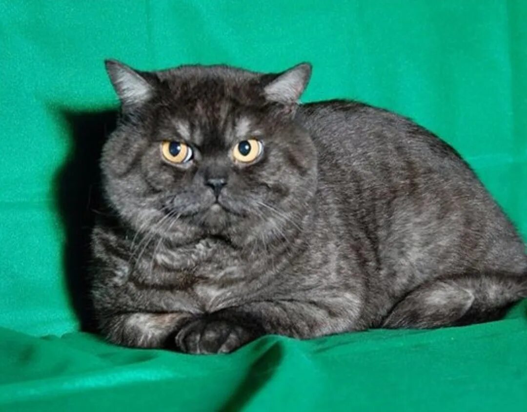 Породы кошек черно серого окраса. Шотландская кошка прямоухая черная. Британец табби, чёрный дым. Шотландский скоттиш страйт дымчатый. Британский кот окрас черный дым.
