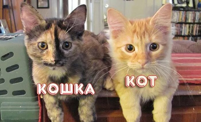 Кот и кошка отличия по морде. Отличие котика от кошечки. Котенок мальчик или девочка.