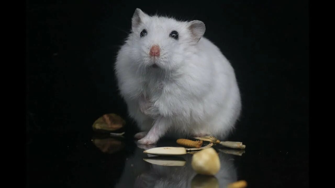 Самые красивые хомяки. Милые хомячки. Хамстер 12. Хомяк сирийский. Белый хомяк.