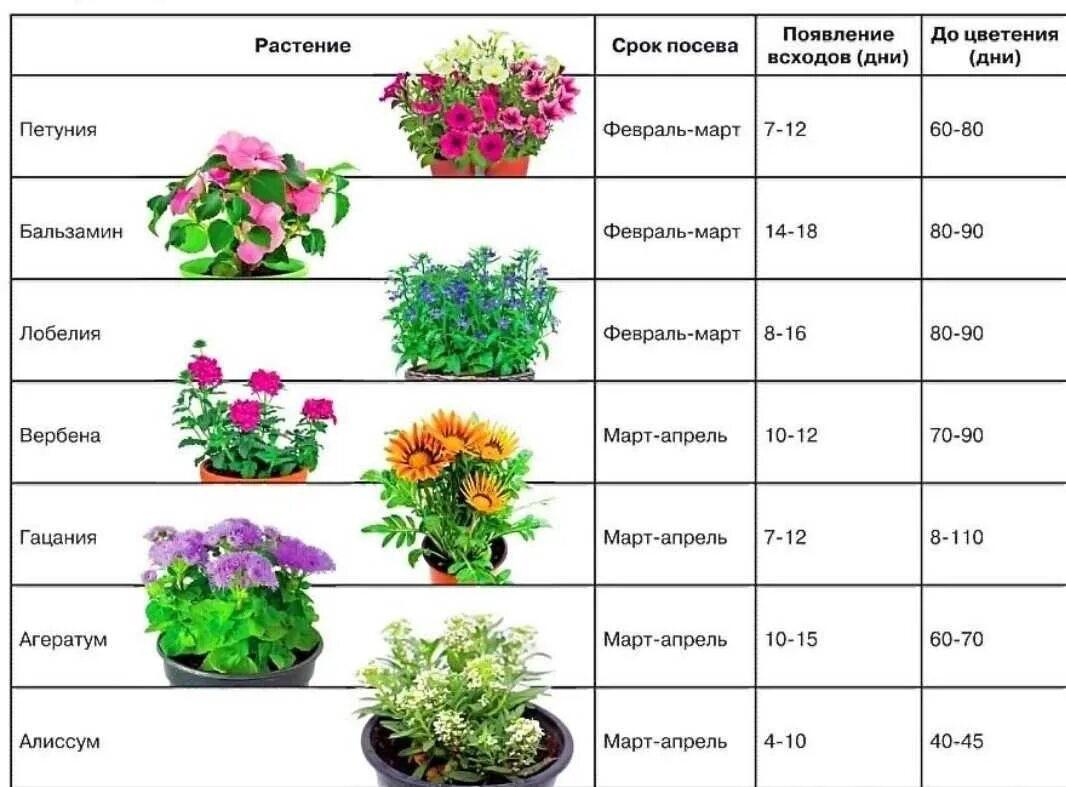 Петунью когда сеять на рассаду в 2024. Таблица высадки цветов. Посев семян цветов таблица. Таблица посева семян цветов на рассаду. Рассада цветов.