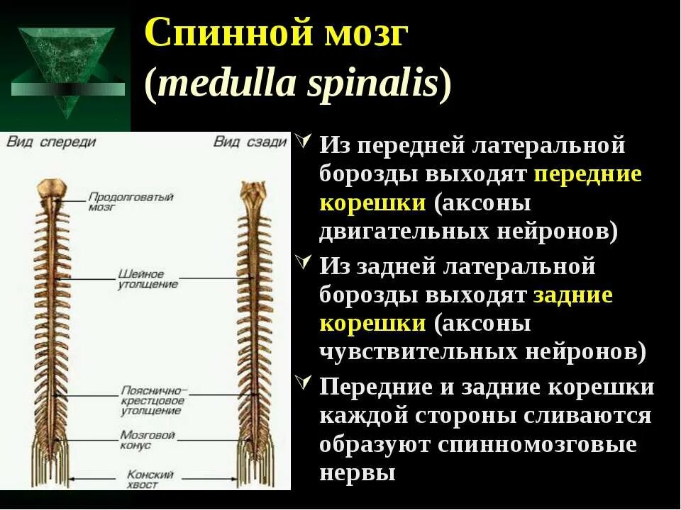 Презентация по теме спинной мозг. Как выглядит спинной мозг. Поясничное утолщение спинного мозга. Корешки спинного мозга это аксоны.