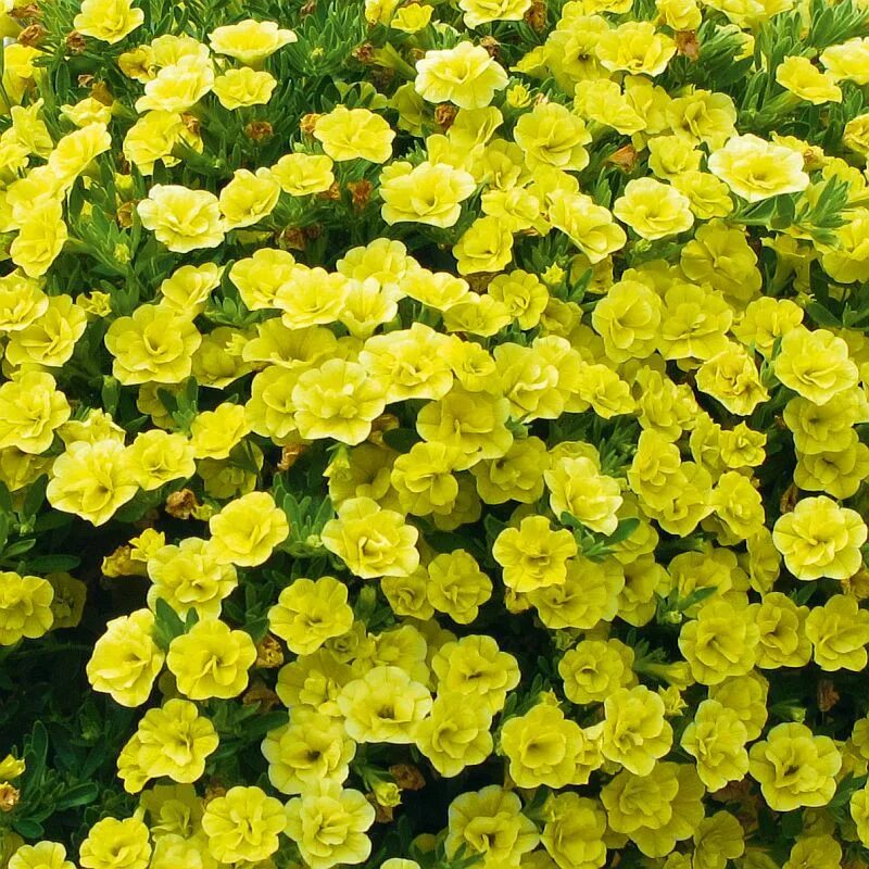 калибрахоа калита дабл. калибрахоа калита дабл. калибрахоа калита дабл. калибрахоа пинк тастик. калибрахоа калита дабл блю.