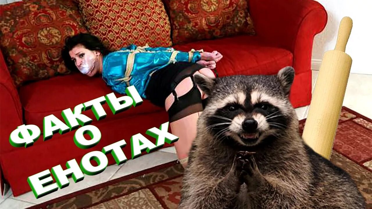 Как достать волосатого сайтаму из енота картинки