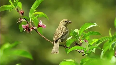Звук природы и птиц