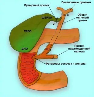 Желчевыводящая система печени