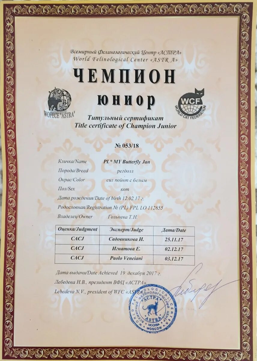 Выставка кошек. Сертификат на кота. Титул чемпиона мира у кошек. Титулы wcf. Кошка кубок.