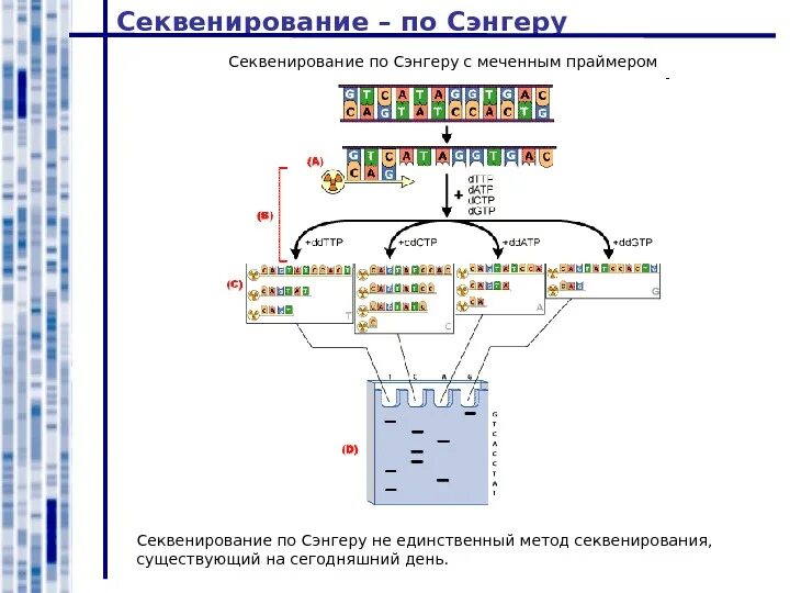 Секвенирование нуклеотидов. Секвенирование по Сэнгеру методика. Секвенирование метод Сэнгера схема. Секвенирование ДНК схема. Секвенирование ДНК по Сэнгеру.