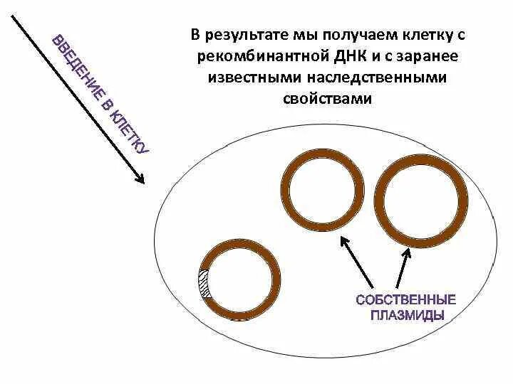 Рекомбинантные плазмиды. Метод рекомбинантных плазмид. Схема получения рекомбинантной плазмиды. Схема образования рекомбинантной плазмиды.