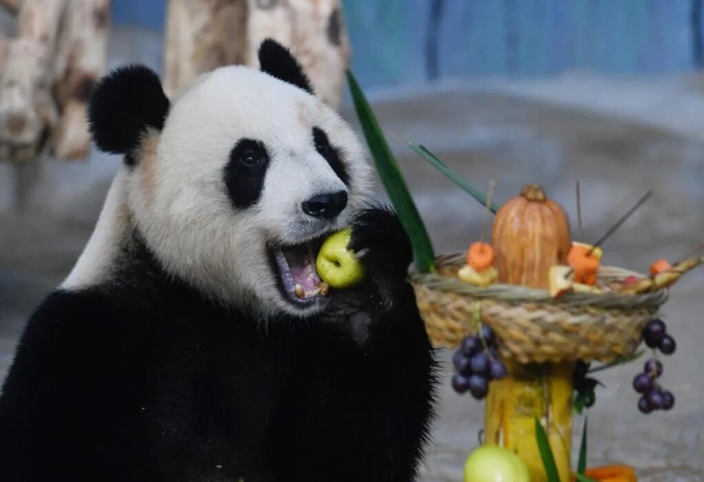Панды едят мясо. Панда жует бамбук. Панда ест. Питание панды. Панда завтракает.