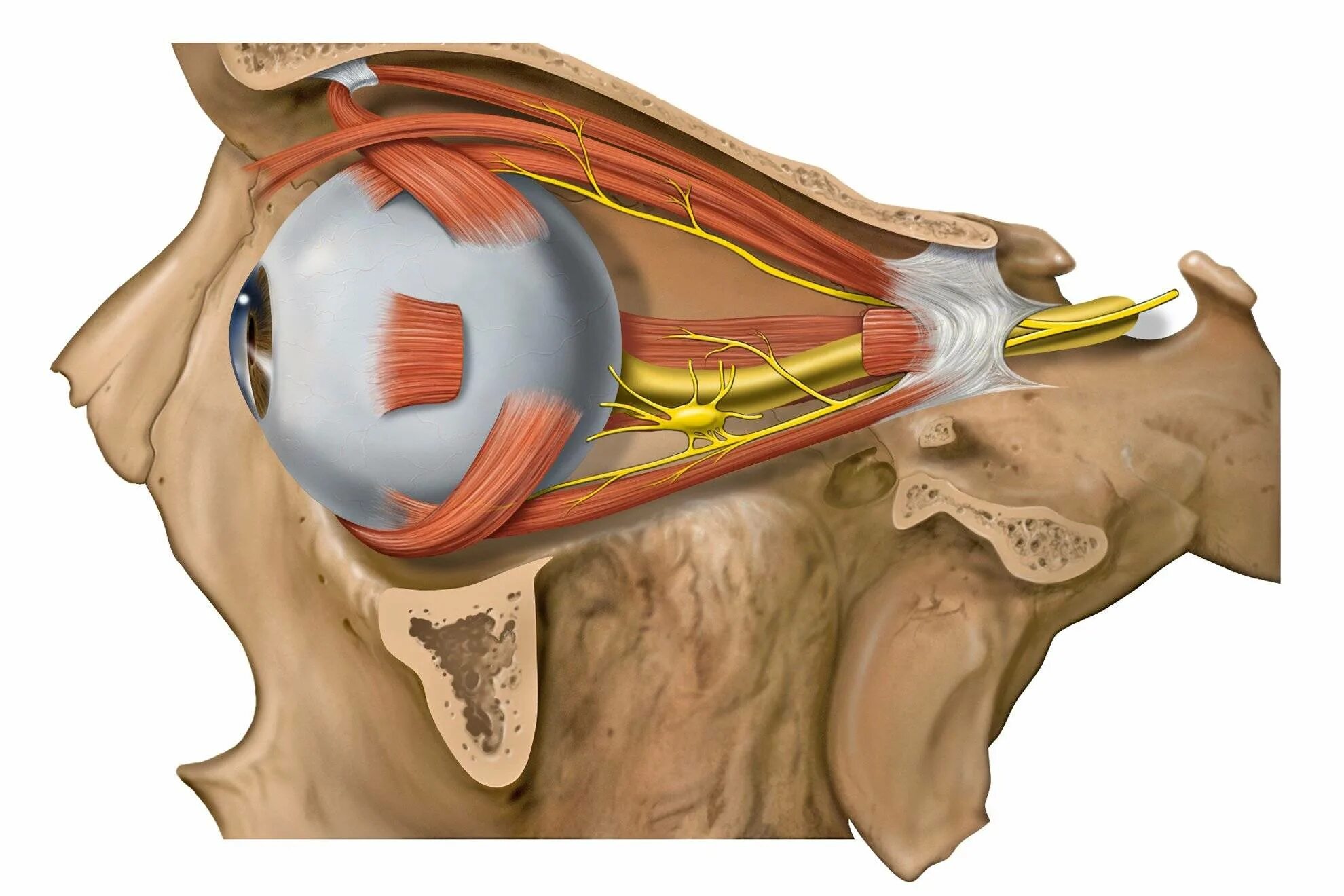 Глазодвигательный нерв анатомия. Парабульбарно Ретиналамин. Ресничный узел анатомия. Зрительный нерв глаза анатомия.