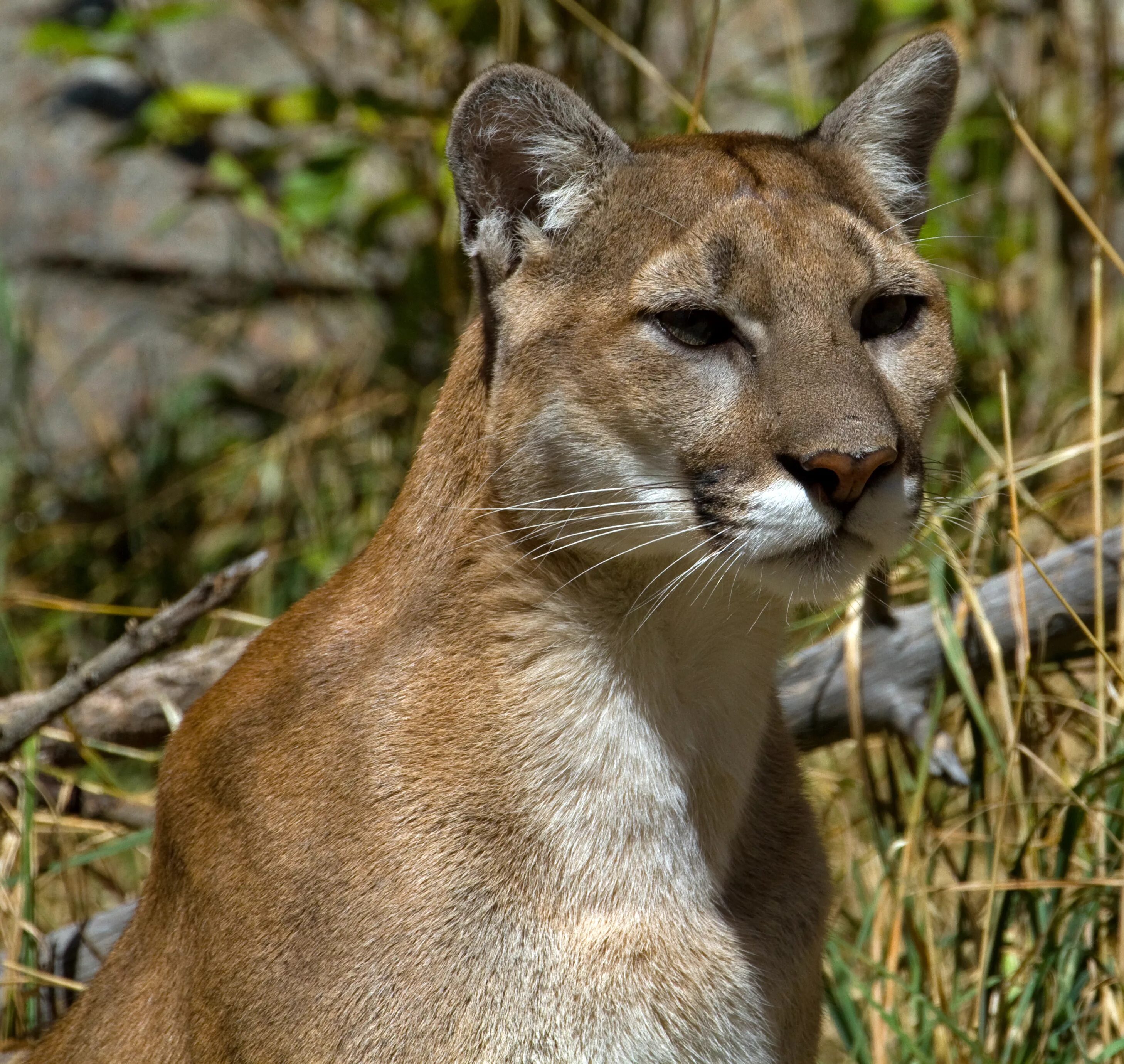Как выглядит пума. Кугуар. золотистая пума. мексиканская пума. puma concolor costaricensis.