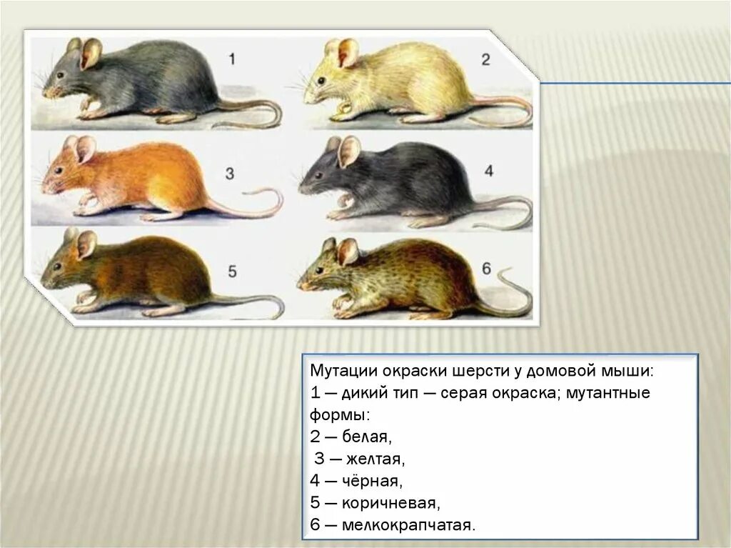 Мутационная изменчивость морские свинки. Мутации окраски шерсти мышей. Мутации окраски шерсти у Домовой мыши. Мутагенез мутация окраски шерсти у Домовой мыши.