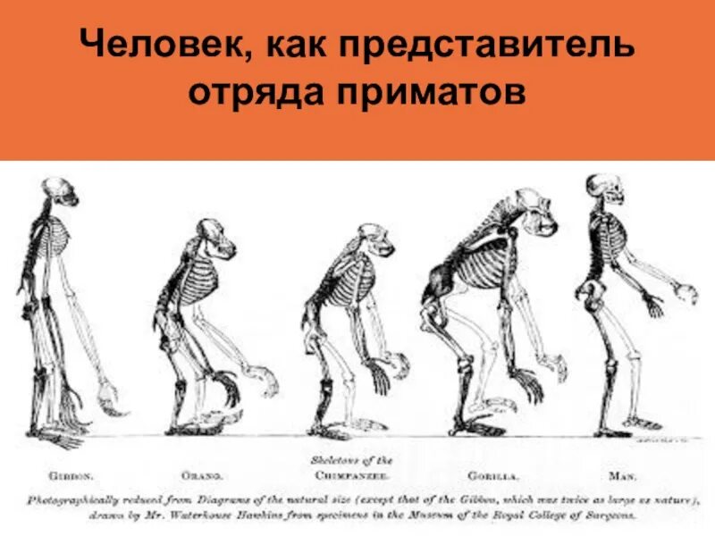 Относится ли человек к отряду приматов. Отряд приматы представители. Отряд приматы человек. Место человека в отряде приматов. Признаки человека как представителя отряда приматы.