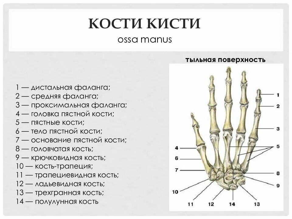 Проксимальная фаланга пальца кисти. Кисть строение анатомия костей. Проксимальная фаланга 5 пальца левой кисти. Основание 5 пястной кости правой кисти.