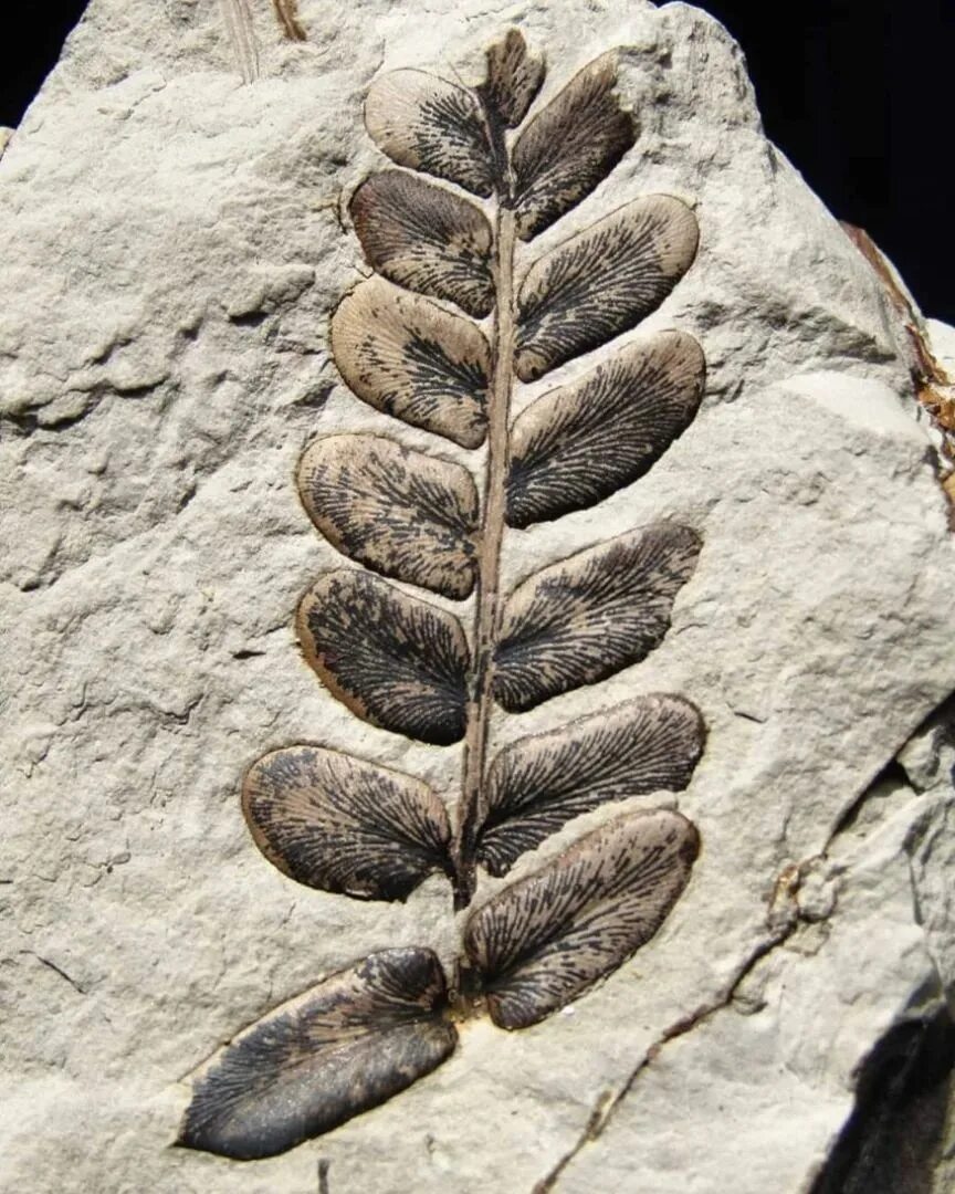 Что такое палеоботаника. Палеоботаника. вайи папоротника. семенной папоротник фото. neuropteris.