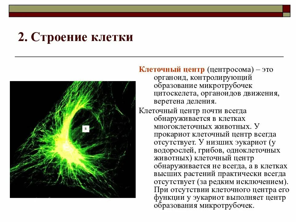 Цитоскелет Веретено деления. Клеточный центр Веретено деления. Цитоскелет и клеточный центр. Органоид контролирующий образование микротрубочек цитоскелета. Аппарат деления клетки