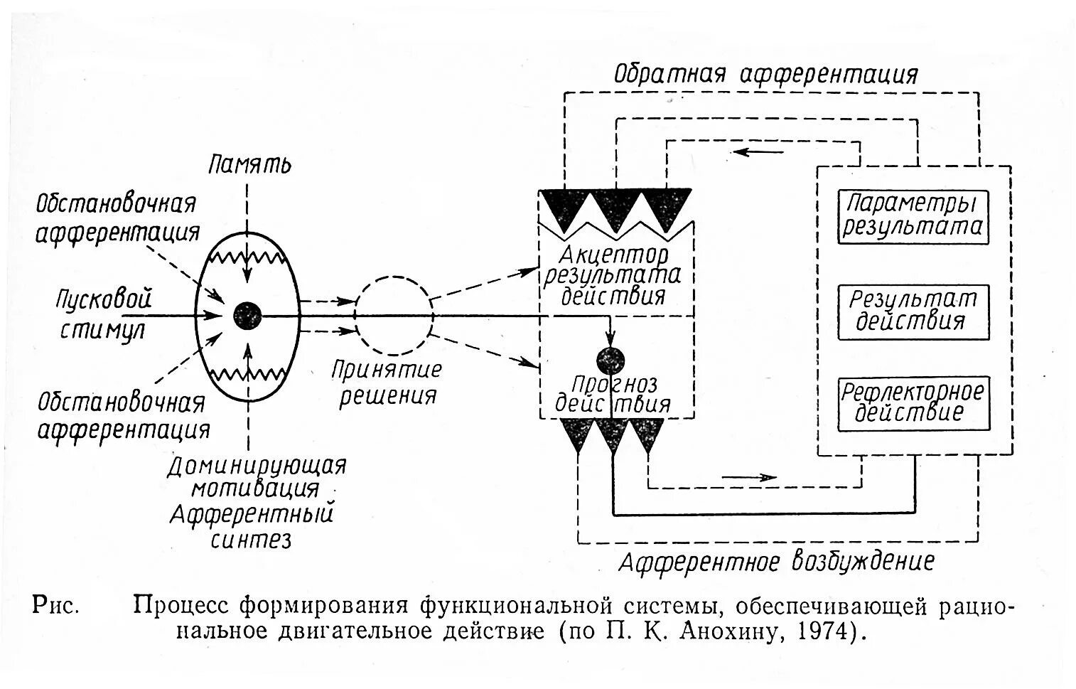 Афферентация это. Афферентный Синтез Анохин. Афферентный Синтез Анохин схема. Стадия афферентного синтеза по Анохину. Афферентный Синтез функциональной системы.