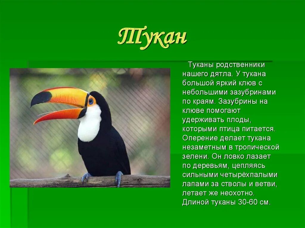 Краткий рассказ о птице. Тукан Южная Америка описание. Животные Южной Америки Тукан. Рассказ про интересную птицу. Интересные истории про птиц.