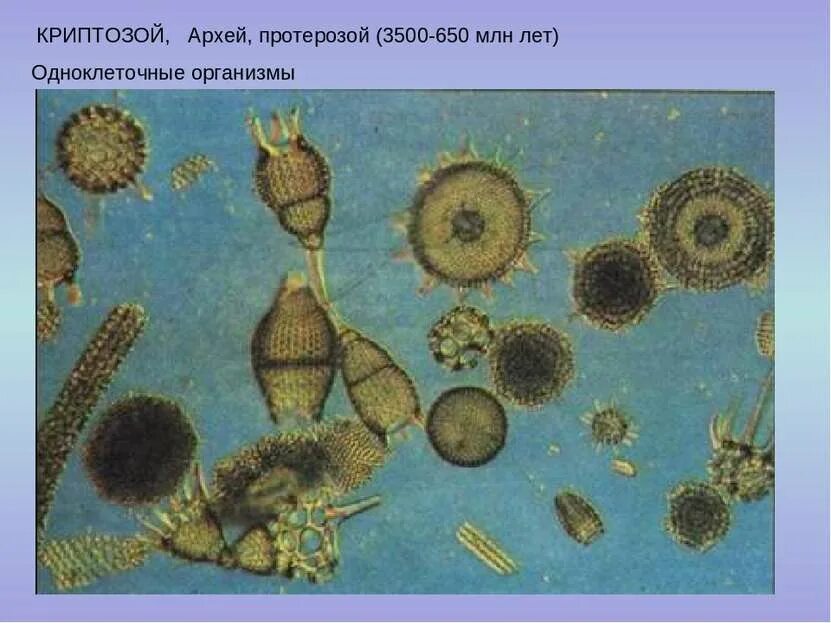 В какую эру возникли многоклеточные организмы. Бактерии в эру протерозой. Архей первые одноклеточные. Одноклеточные водоросли протерозой. Протерозойская Эра одноклеточные.