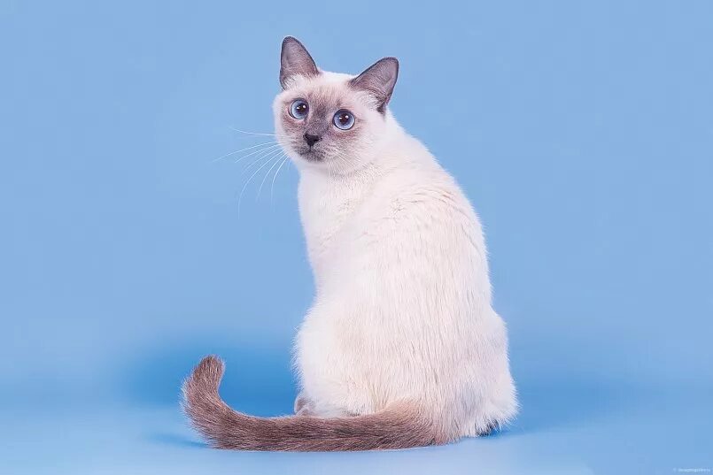 Тайский кот сил Пойнт. Тайская гладкошерстная кошка. Тайская кошка фото. Тайская порода характер. Описание тайской породы