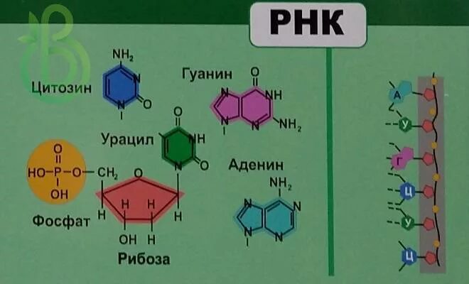 Рнк тимин урацил. Аденин гуанин цитозин Тимин урацил. Строение аденина гуанина цитозина Тимина урацила. Аденин гуанин цитозин Тимин урацил связи. Гуанин цитозин аденин Тимин строение.