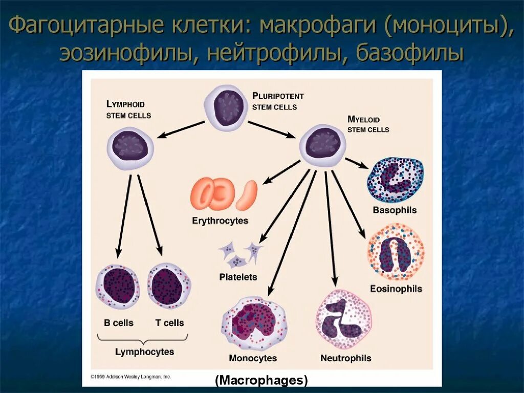 Система макрофагов. Макрофаги нейтрофилы базофилы. Микрофаги: нейтрофилы эозинофилы. Нейтрофилы лимфоциты моноциты. Гистология макрофаги клетки.