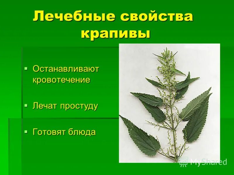 крапива двудомная лекарственные свойства. еременская крапива. чем полезна крапива. свойства крапивы. характеристика крапивы.