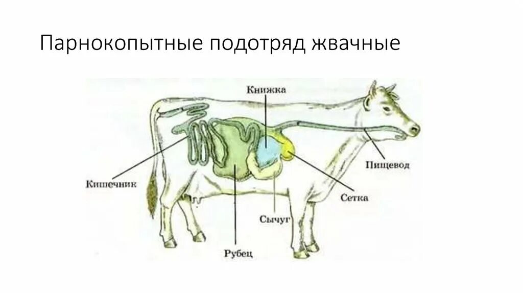 Пищевод млекопитающих. Пищеварительная система жвачных животных. Пищеварительная система жвачных парнокопытных. Строение пищеварительной системы жвачных животных. Строение пищеварительной системы коровы.