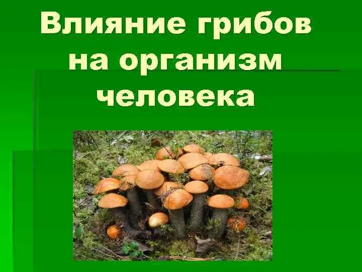 Влияние грибов на человека