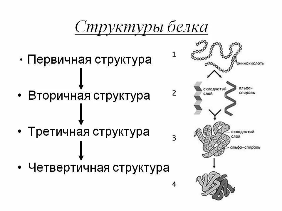 Схема первичной и вторичной структуры белка. Первичная и вторичная структура белка. Первичная вторичная третичная структура белка. Первичная структура белка вторичная структура.
