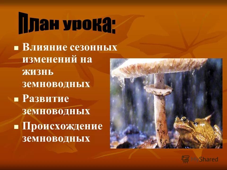 Сезонные изменения земноводных. Оцепенение у пойкилотермных животных. Сезонные изменения это в биологии. Сезонные изменения в жизни лягушки. Годовой цикл жизни земноводных происхождение земноводных.