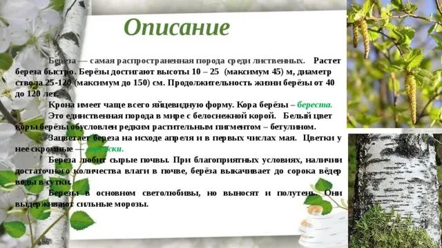 Береза какая описать. Описание березы. О берёзе кратко. Рассказ о Березе. Береза краткая характеристика.