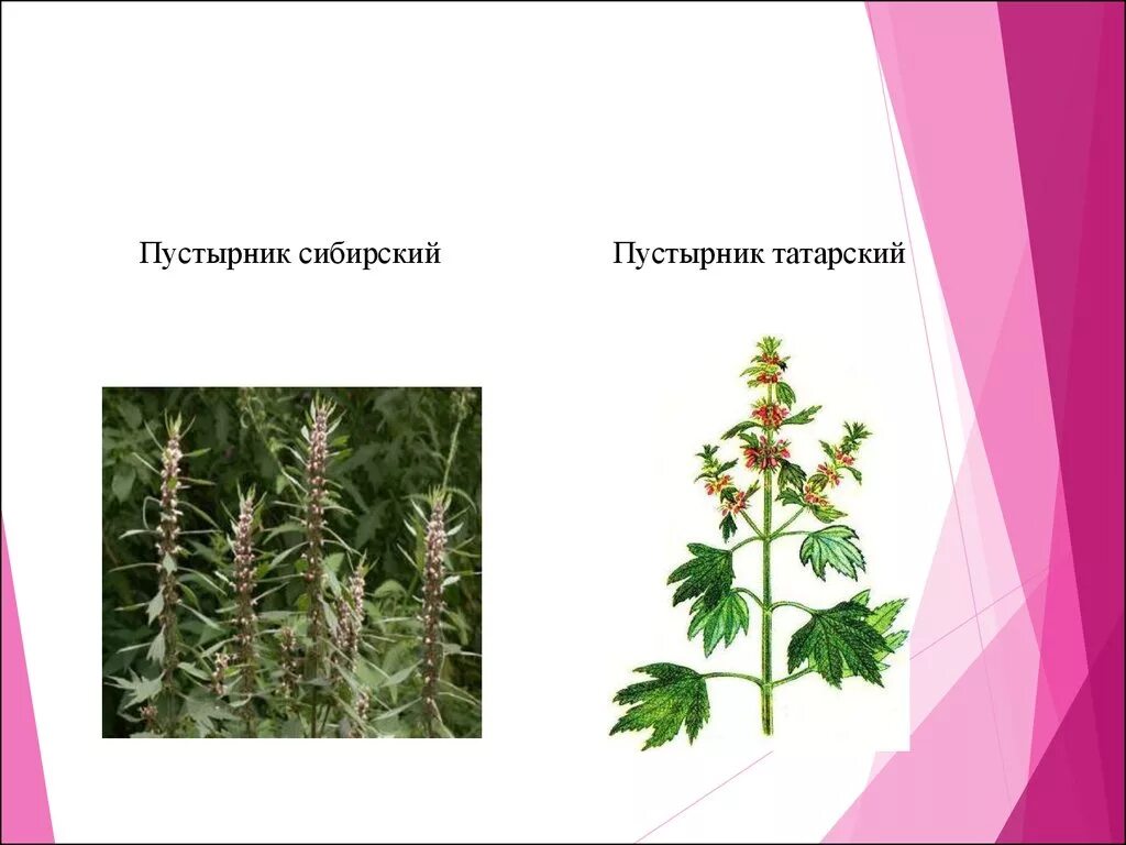 пустырник шерстистый. пустырник сизый. пустырник полевой. пустырник сибирский. сибирский пустырник – leonurus sibiricus.