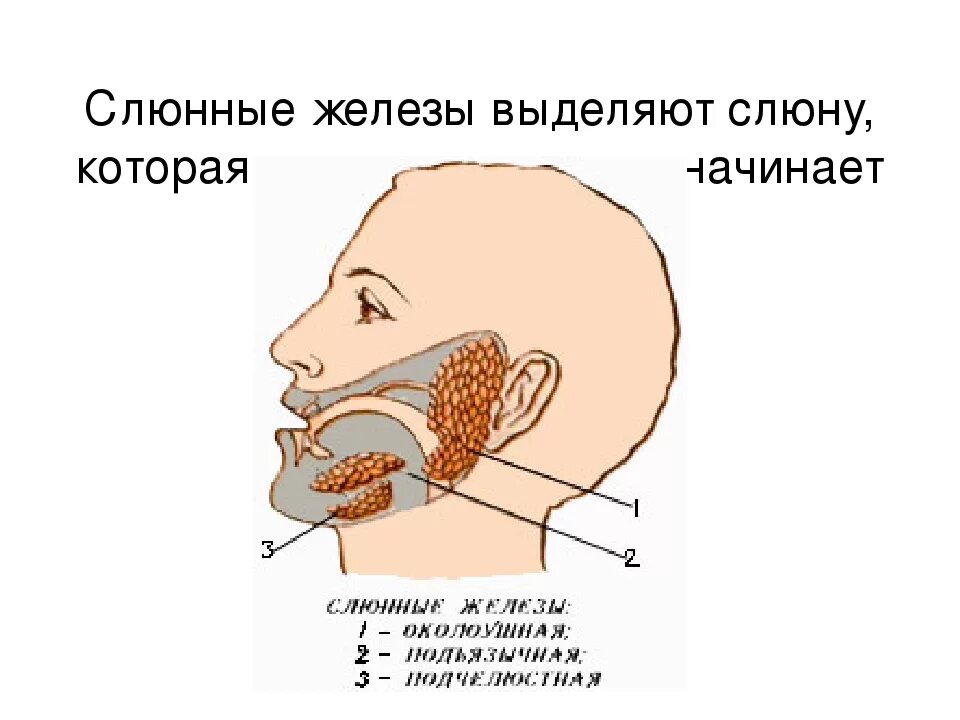 Схема слюнных желез человека. Схема строения слюнных желез. Слюнные железы анатомия схема. Слюнные железы человека схема.