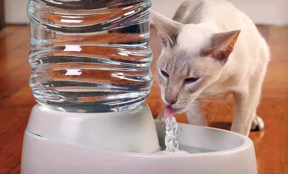 Температура воды для кошек. Кот пьет воду. Вода в миске для кота. Миска для воды для кошек. Кошка в воде.