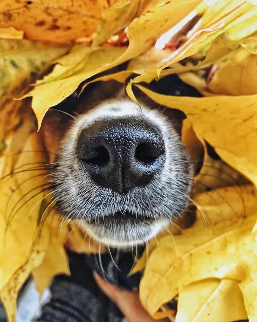Настроение осень картинки. Собака в осенних листьях. Собачка в осенней листве. Собачий нос в листве. Смешные животные в осенний листве.